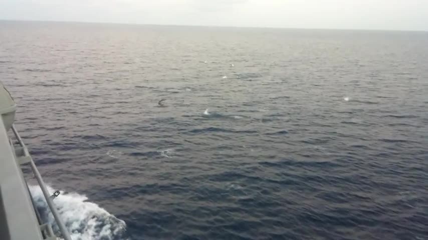 A herd of dolphins from the sea.