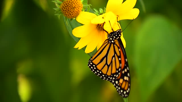 Monarch Butterfly On Flower