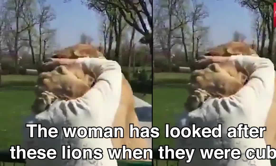 Watch the reaction of the lion pair as they are reunited with their former caretaker.