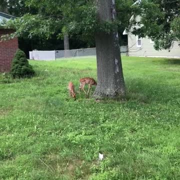Fawn Lunchbreak