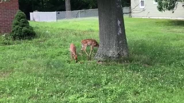 Fawn Lunchbreak