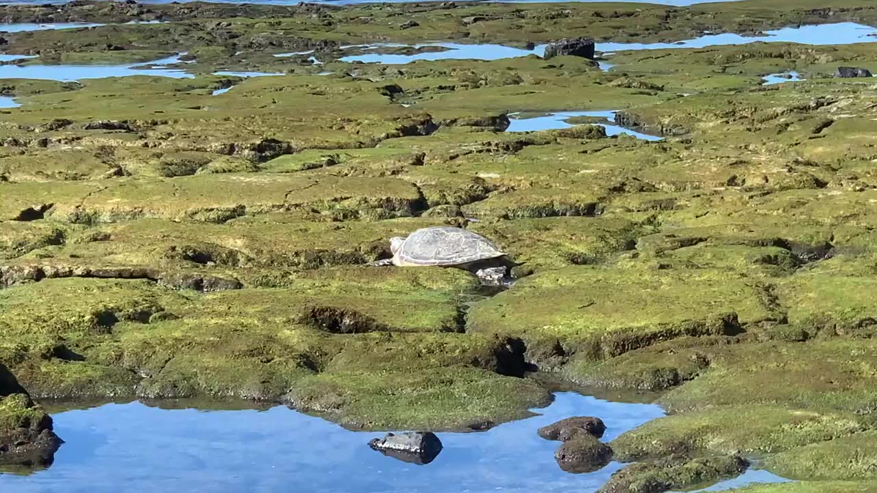 Sunken Ruins in Hawaii! The Hawaii UFO & Alien Report!