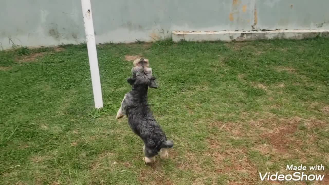 Dog playing with balloon - Barto