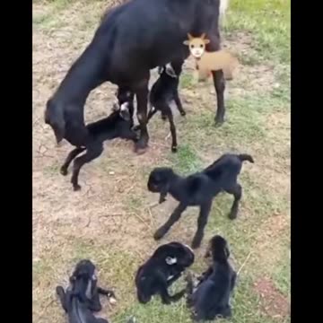 Goat gives birth to six babies|What a miracle|Cute baby