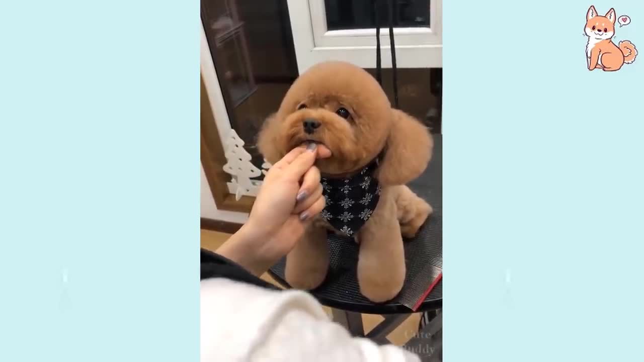 đCute Funny and Smart Dogs Compilation