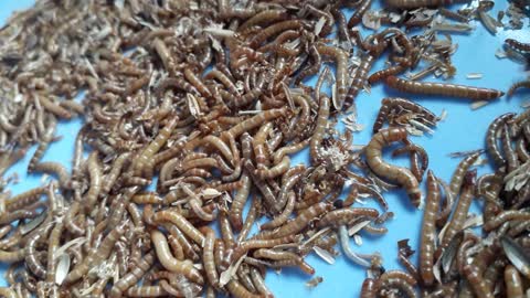 Mealworms