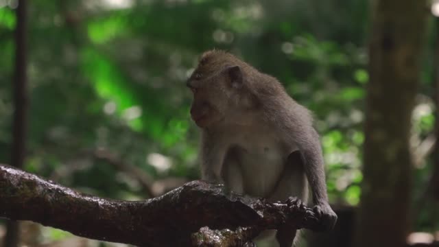 Wild monkey footage free stock footage