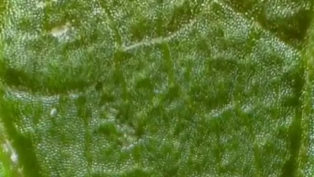 Let's take a closer look at this green leaf macro lens