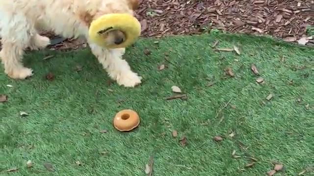 Golden dog with donut toy stuck to head