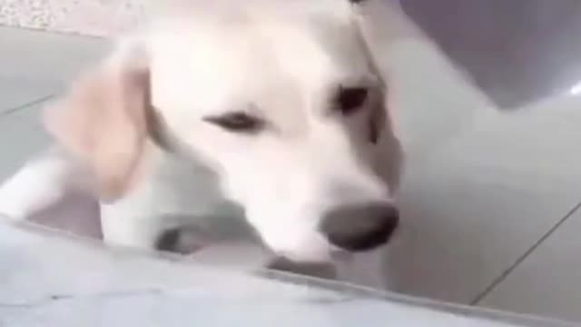 Funny puppy afraid of being the next victim