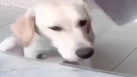 Funny puppy afraid of being the next victim