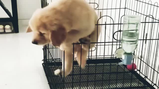 Funniest cute puppy is trying to jump