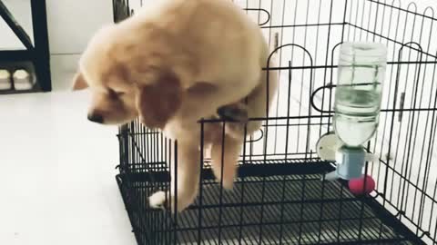 Funniest cute puppy is trying to jump