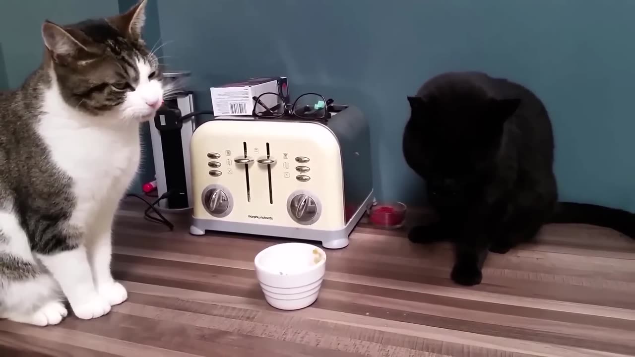 New Funny Animals π
Funniest Dogs And Cats Videos 2023πΆπΊ #3