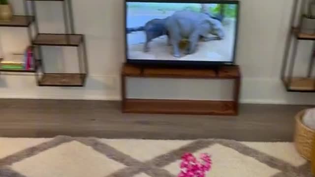Do your dogs have one