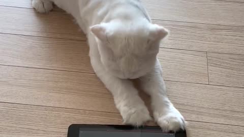 Cat in the cat video (tablet)