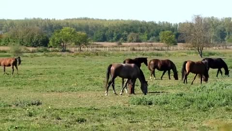 origin of the horses know everything