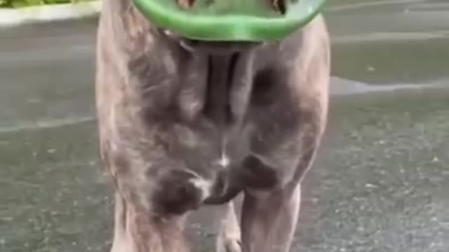 Mouth toy ||Dangerous dog's video|| #short #dangerous #video #dogvideo