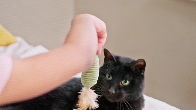 Kid Playing With Her Pet Cat