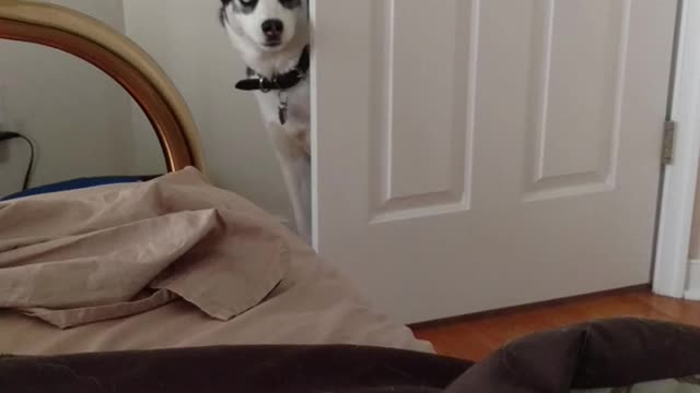 Husky howling at Mom to wake up