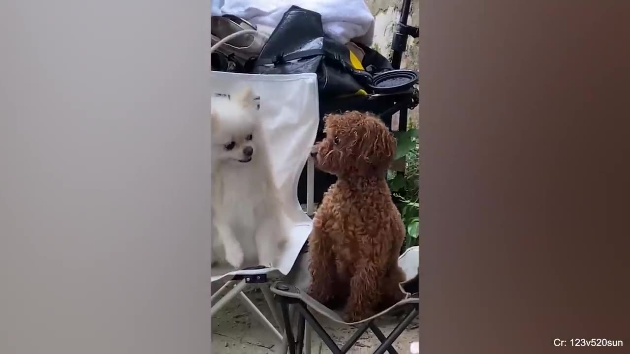 Funny moments of dogs and cats