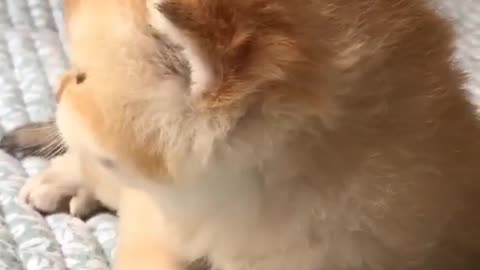 Cutest Meowing viral cat