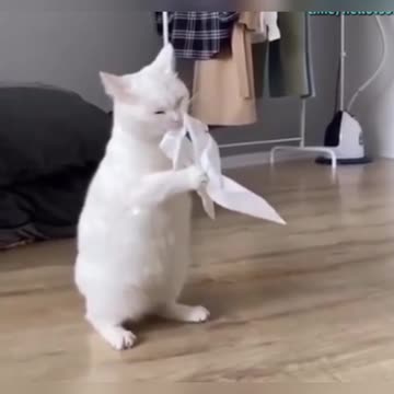 shawarma with cilantro