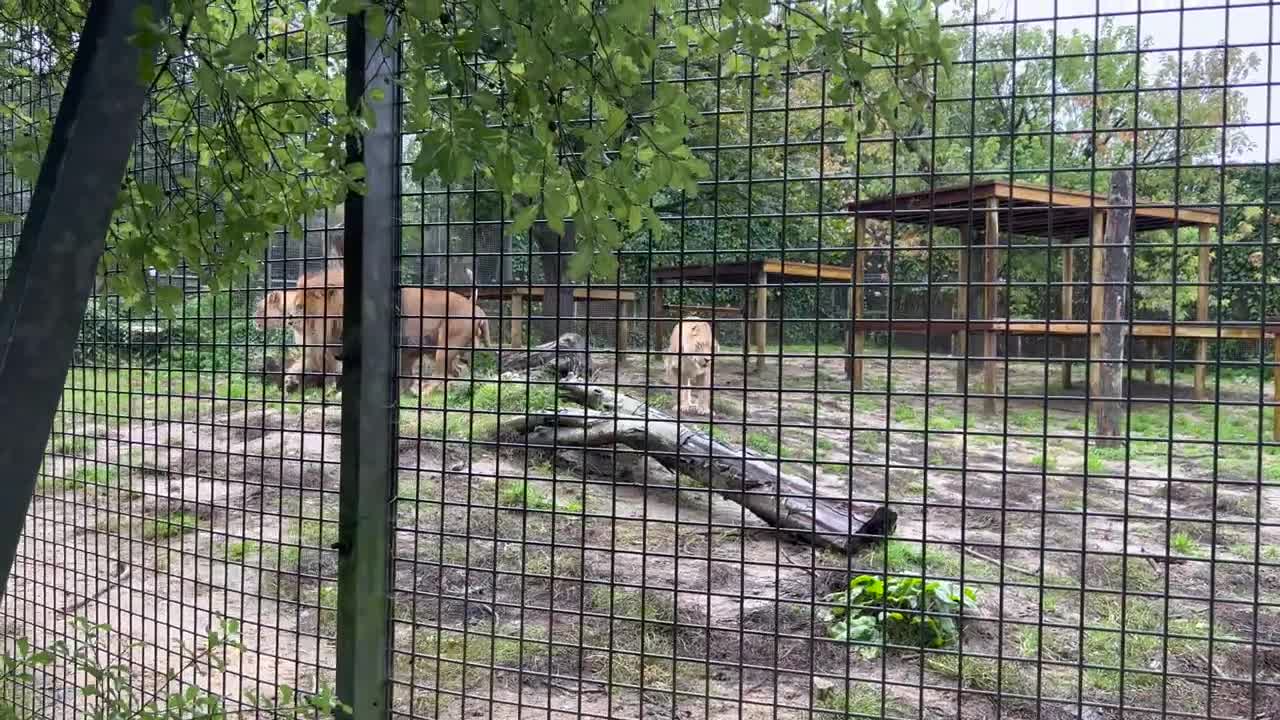 15.Lions Playing Football At Newquay Zoo In Cornwall