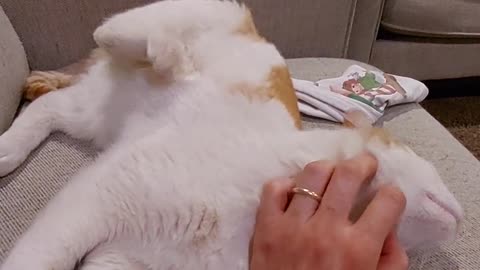 That's the Spot
