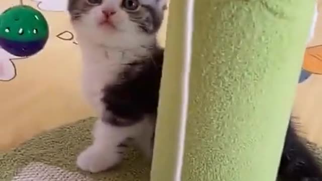 Cute cate funny video. Cute cate funny complication