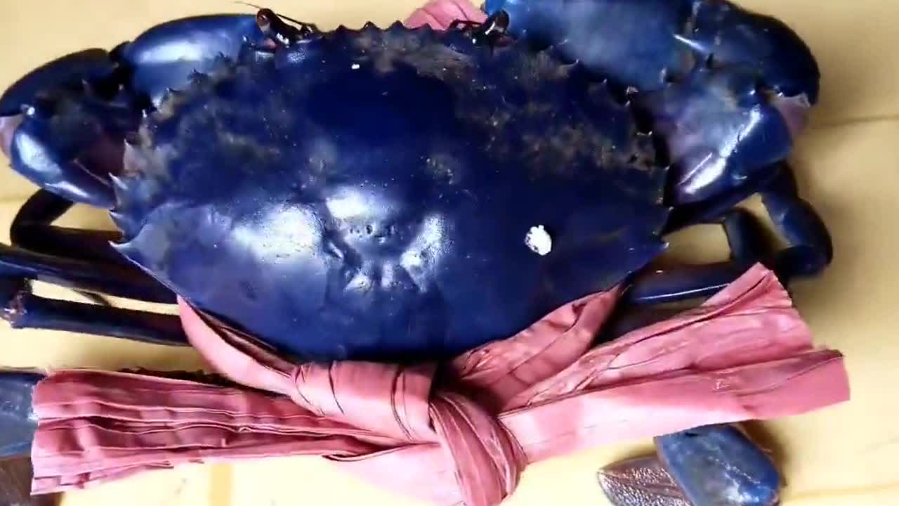 Vietnamese fishermen catch bizarre crab with blue-coloured shell