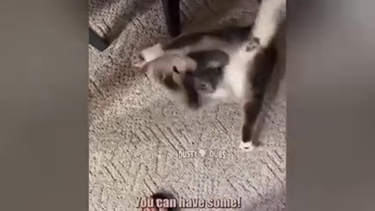 Funniest movements of cats Best of all time Part #1