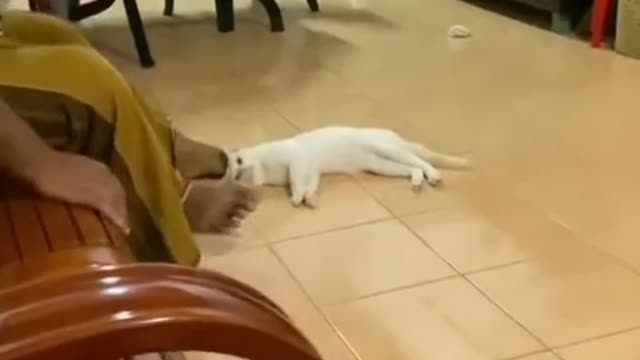 Funny cat and human