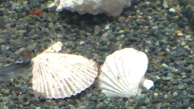 my apuarium fish