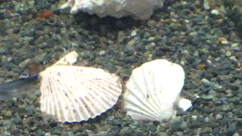 my apuarium fish