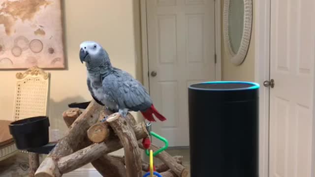 Petra the African Grey a Made Shopping List on Alexa