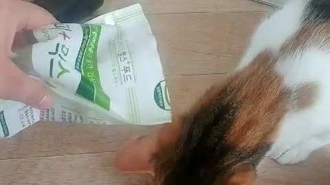 Cute cat trying for a delicious snack