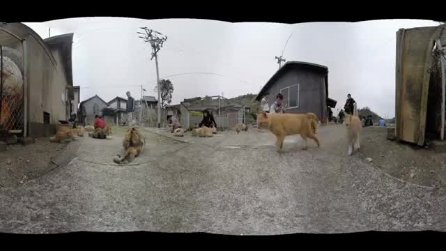 Japanese Cat Island 360°