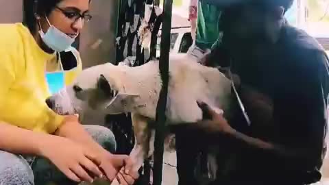 Poor Dog rescued by team from Gate