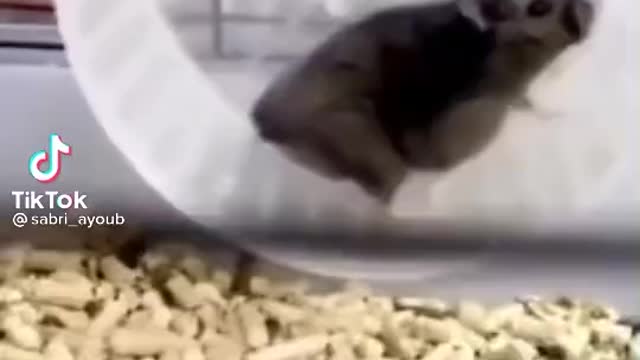 Sabri Virals '' supposed to be sad ''