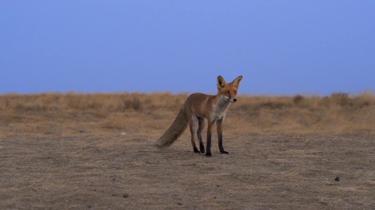 The beautiful fox standing on the ground