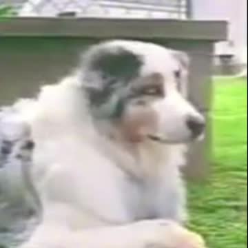 How sad the dog it is