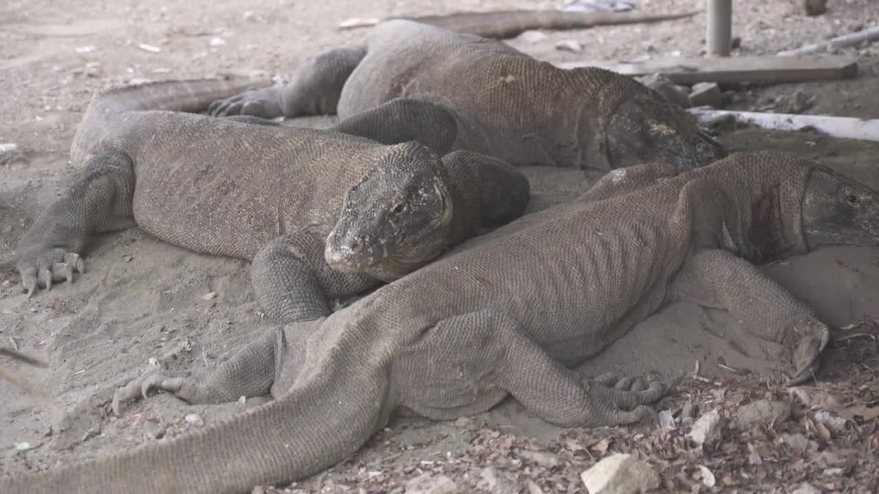 Komodo Dragon Varanus komodoensis, a species of lizard found in Indonesia