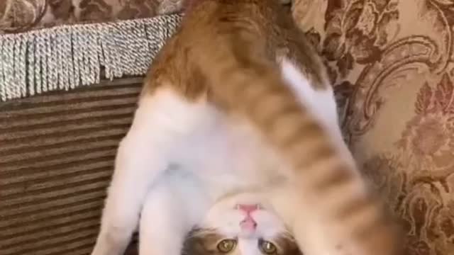 The wonders of the blond cat