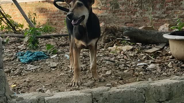 The two mixed breed dogs of my family