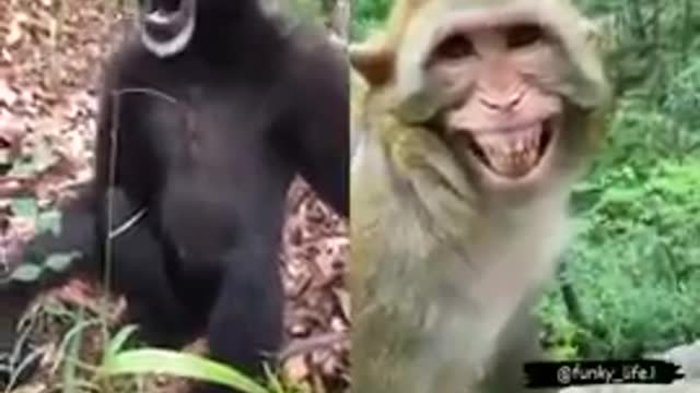 Most Funny Monkey Videos | Monkey Funny Video #Shorts