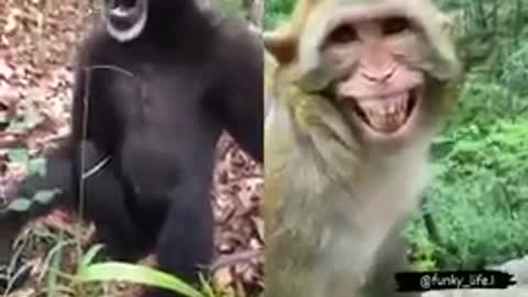 Most Funny Monkey Videos | Monkey Funny Video #Shorts