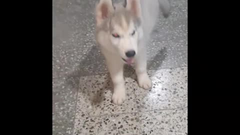 Cute Husky