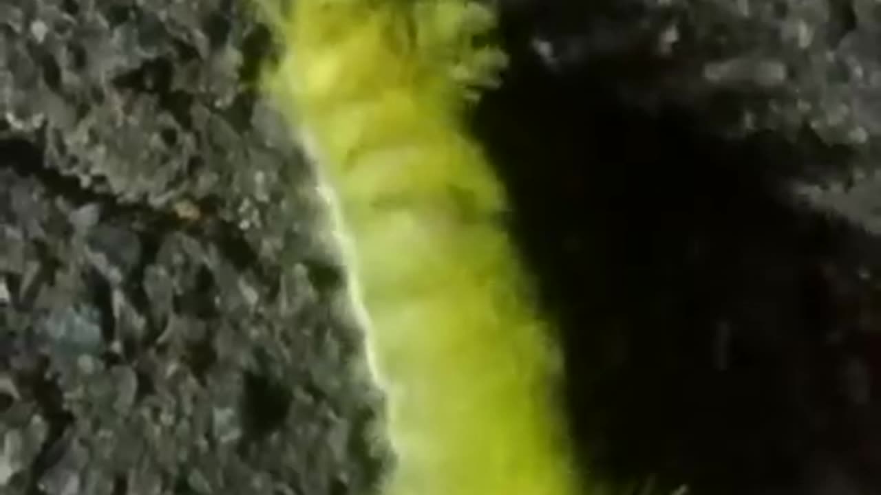 Lagarta