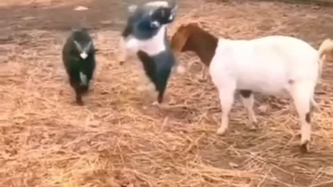 Funny Animals🤣🤣🤣